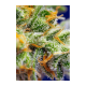 Sweet Seeds - Crystal Candy XL | Autoflowering mag | 3 darab