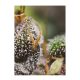 Sweet Seeds - Dark Devil | Autoflowering mag | 3 darab