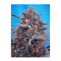 Sweet Seeds - Devil Cream | Autoflowering mag | 3 darab