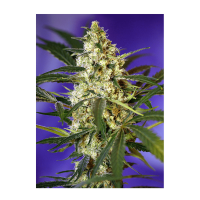 Sweet Seeds - Fast Bud#2 | Autoflowering mag | 3 darab