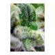 Sweet Seeds - Gorilla Girl XL | Autoflowering mag | 3 darab