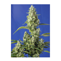 Sweet Seeds - Gorilla Girl XL | Autoflowering mag | 5 darab