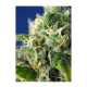 Sweet Seeds - Honey Peach Auto CBD | Autoflowering mag | 3 darab