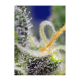 Sweet Seeds - Honey Peach Auto CBD | Autoflowering mag | 3 darab