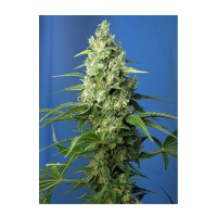 Sweet Seeds - Honey Peach Auto CBD | Autoflowering mag | 3 darab