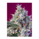 Sweet Seeds - Indigo Berry Kush | Feminizált mag | 3 darab