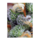 Sweet Seeds - Indigo Berry Kush | Feminizált mag | 3 darab