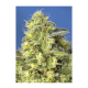 Sweet Seeds - Jack 47 XL | Autoflowering mag | 3 darab