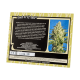 Sweet Seeds - Jack 47 XL | Autoflowering mag | 3 darab