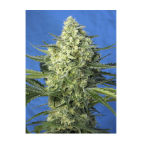 Sweet Seeds - Jack 47 XL | Autoflowering mag | 3 darab