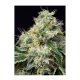 Sweet Seeds - Killer Kush F1 Fast Version | Feminizált mag | 5 darab