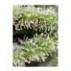 Sweet Seeds - Killer Kush F1 Fast Version | Feminizált mag | 5 darab