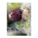 Sweet Seeds - Killer Kush | Autoflowering mag | 5 darab