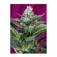 Sweet Seeds - Mohan Ram | Autoflowering mag | 3 darab