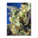 Sweet Seeds - NYC Diesel CBD | Feminizált mag | 3 darab