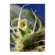 Sweet Seeds - NYC Diesel CBD | Feminizált mag | 3 darab