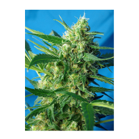 Sweet Seeds - NYC Diesel | Autoflowering mag | 3 darab