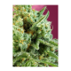 Sweet Seeds - S.A.D. Sweet Afgani Delicious CBD | Feminizált mag | 3 darab