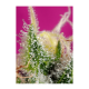 Sweet Seeds - S.A.D. Sweet Afgani Delicious CBD | Feminizált mag | 3 darab