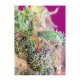 Sweet Seeds - S.A.D. Sweet Afgani Delicious S1 | Feminizált mag | 3 darab