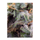 Sweet Seeds - S.A.D. Sweet Afgani Delicious S1 | Feminizált mag | 3 darab