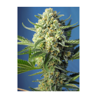 Sweet Seeds - S.A.D. Sweet Afgani Delicious | Autoflowering mag | 3 darab