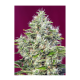 Sweet Seeds - San Fernando Lemon Kush | Feminizált mag | 3 darab