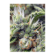 Sweet Seeds - San Fernando Lemon Kush | Feminizált mag | 3 darab