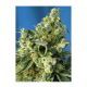 Sweet Seeds - Sweet Amnesia Haze | Feminizált mag | 3 darab