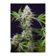 Sweet Seeds - Sweet Amnesia Haze XL | Autoflowering mag | 3 darab