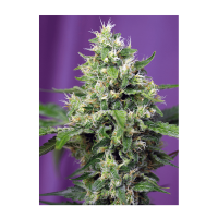 Sweet Seeds - Sweet Amnesia Haze XL | Autoflowering mag | 3 darab