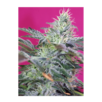 Sweet Seeds - Sweet Cheese | Autoflowering mag | 3 darab