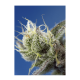 Sweet Seeds - Sweet Cheese XL | Autoflowering mag | 3 darab