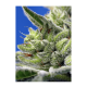 Sweet Seeds - Sweet Gelato | Autoflowering mag | 3 darab