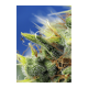 Sweet Seeds - Sweet Pure CBD | Autoflowering mag | 3 darab