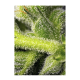 Sweet Seeds - Sweet Pure CBD | Autoflowering mag | 5 darab