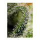 Sweet Seeds - Sweet Pure CBD | Feminizált mag | 5 darab