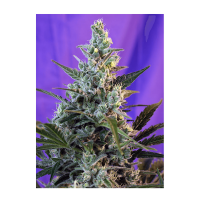 Sweet Seeds - Sweet Skunk | Autoflowering mag | 3 darab